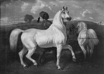 Arabian Horses