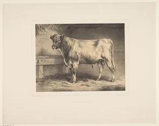 Bull