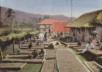 Coffee Preparation in Canala