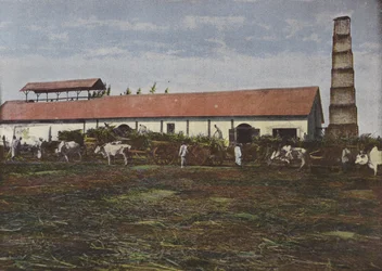 Sugar Cane Harvest