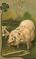 A Pig in Clover