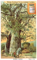 Adansonia Tree in Togo