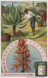 Aloes: Harvesting the Sap