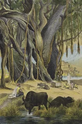 Animals and plants of India