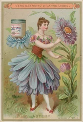 Aster Flower Girl