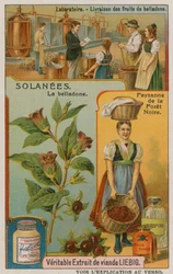 Atropa Belladonna or Nightshade