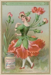 Carnation Flower Girl