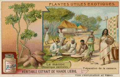 Cassava
