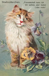 Cat postcard