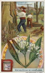 Cinchona: Removing Bark