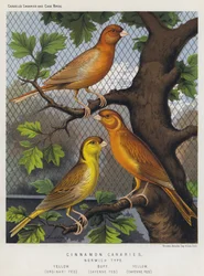 Cinnamon Canaries, Norwich Type, Yellow, Ordinary Fed, Buff, Cayenne Fed, Yellow, Cayenne Fed