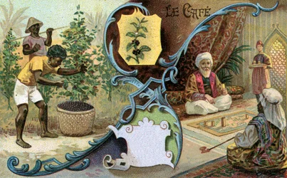 Coffee, 1899