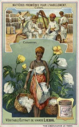 Cotton: Cotton Picker