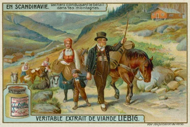 Cowherds Driving Cattle in the Mountains