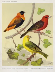 Crimson-Crowned Weaver-Bird or Orange Bishop, Red-Headed or Madagascar Weaver-Bird, Saffron Finch