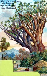 Dragon Tree at Orotava, Tenerife