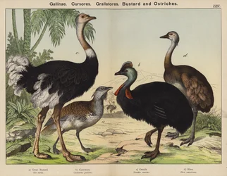 Gallinae, Cursores, Grallatores, Bustard and Ostriches