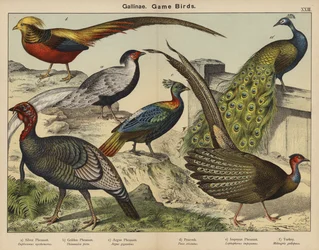 Gallinae, Game Birds
