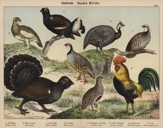 Gallinae, Game Birds