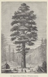 Gigantic Cedar of California, Wellingtonia gigantea