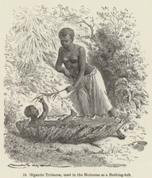 Gigantic Tridacna, used in the Moluccas as a Bathing-tub