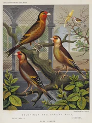 Goldfinch and Canary Mule, Dark Mealy, Cinnamon, Dark Jonque