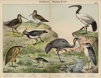 Grallatores, Wading Birds