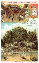 Great lime tree in the grounds of the Augustusburg Hunting Lodge, Saxony, Germany