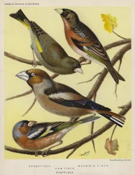 Green Finch, Mountain Finch, Haw Finch, Chaf Finch