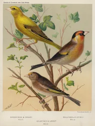 Greenfinch and Canary Mule, Bullfinch and Goldfinch Mule, Goldfinch and Linnet Mule