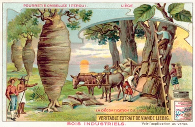 Harvesting bark from trees in Peru