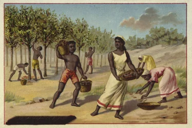 Harvesting cocoa, Africa