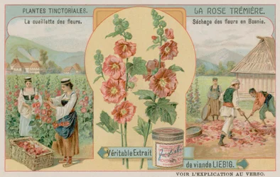 Hollyhocks Being Gathered in Bosnia