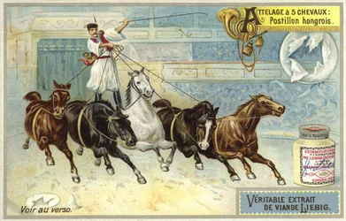 Hungarian postilion