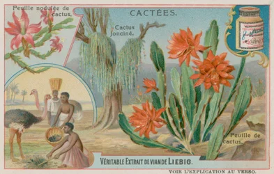 Joncine Cactus