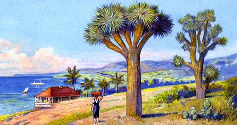 Joshua Trees, California