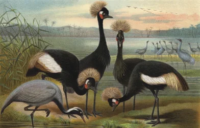 Virgins and Peacock Crane