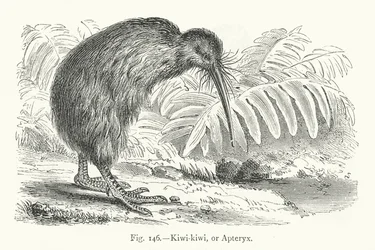 Kiwi-kiwi, or Apteryx