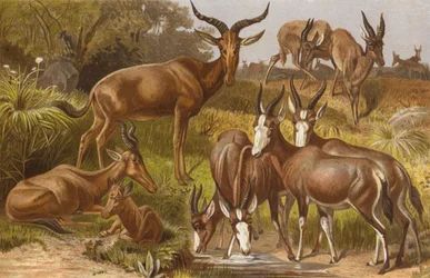 Kudu Antelopes