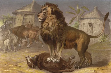 Lion in the Seriba