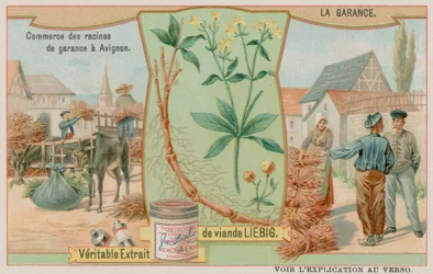 Madder and the Sale of the Root