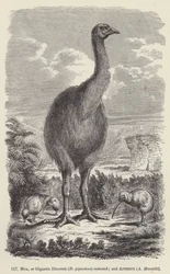 Moa, or Gigantic Dinornis (D giganteus) restored; and Apteryx, A Mantelli