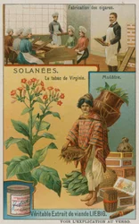 Nicotiana or Tobacco