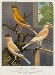 Norwich Canaries, Evenly Marked Crested Yellow, Cayenne Fed, Grey Crested Buff, Cayenne Fed, Evenly Marked Crested Buff, Cayenne Fed