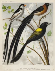 Pin Tailed Whydah-Bird, Paradise Wydah-Bird, Yellow Backed Wydah-Bird