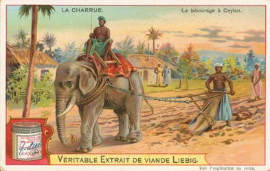 Ploughing by Elephant, Ceylon
