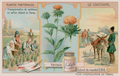 Safflower And Its Transportation From Persia