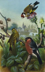 Goldfinch, Siskin and Bullfinch