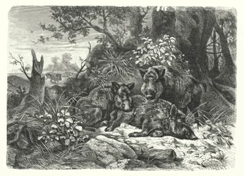 The wild bear