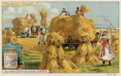 Wheat Harvest in Hungary